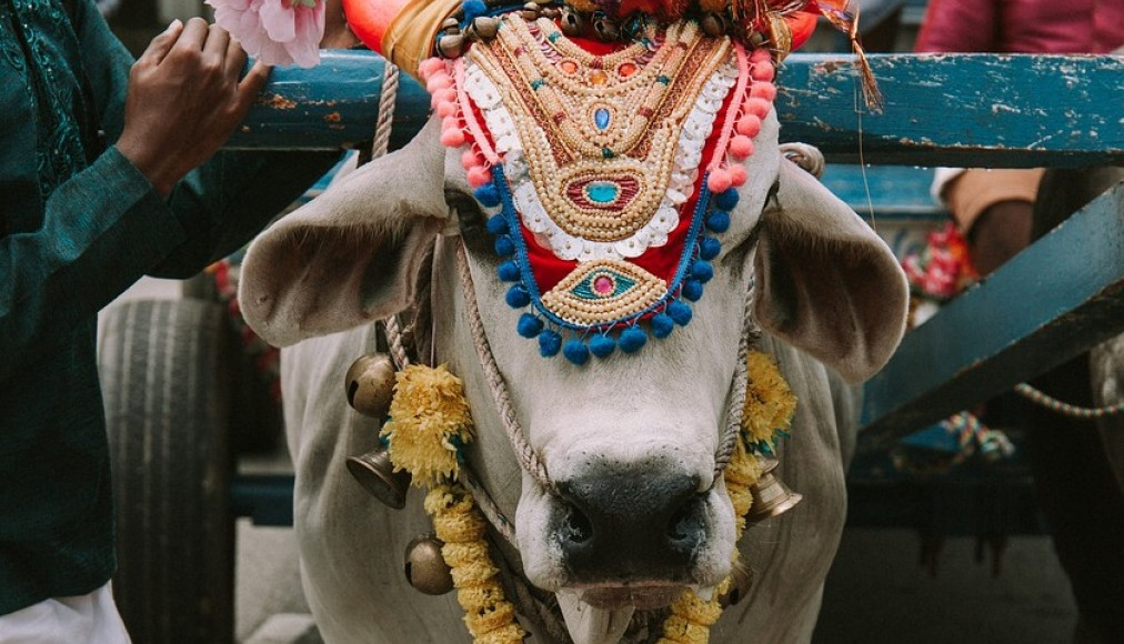 Le gouvernement indien organise un quiz géant sur le thème de la vache Le gouvernement indien organise un quiz géant sur le thème de la vache / ©Pixabay